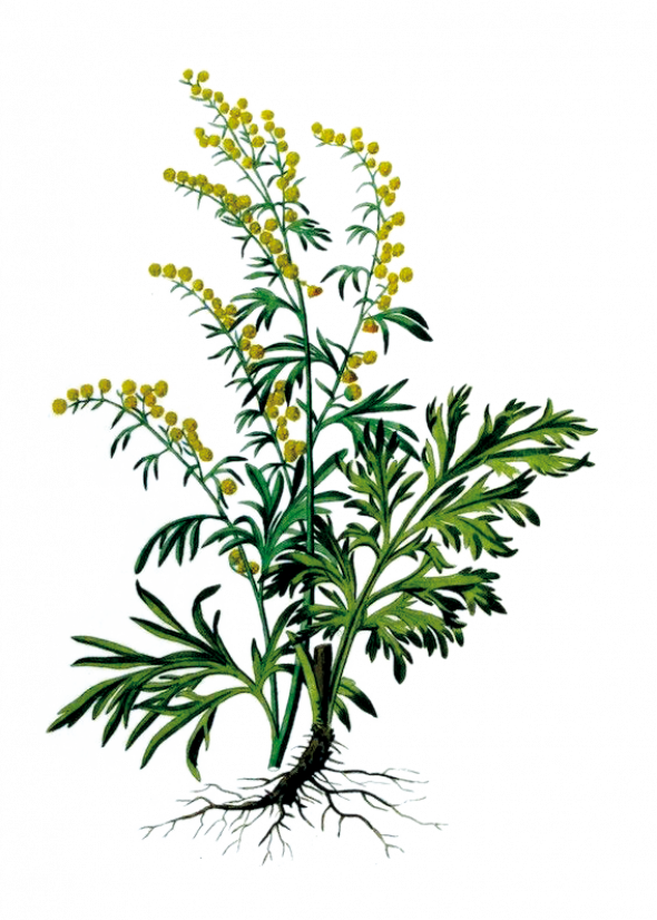 Absinthe (Artemisia absinthium L.)