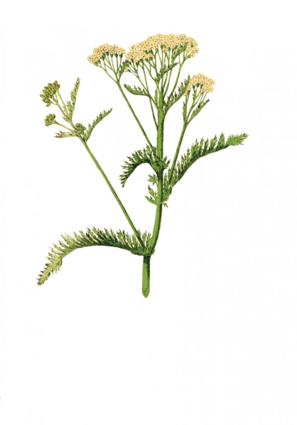 Achillée millefeuille (Achillea millefolium)