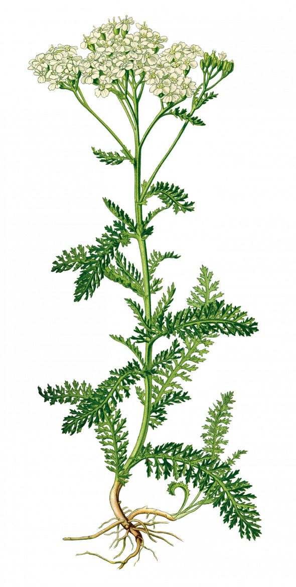 Achillée millefeuille (achillea millefolium)