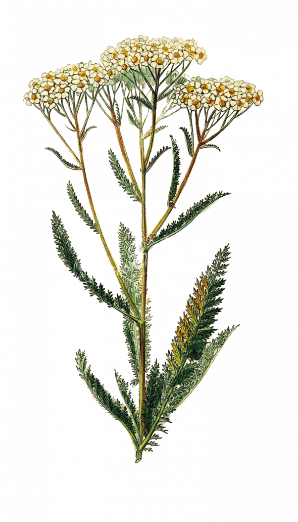 Achillée millefeuille (achillea millefolium)