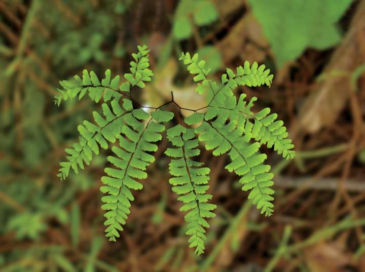 Fougère maidenhair, Adiantum pedatum : futur insecticide ?