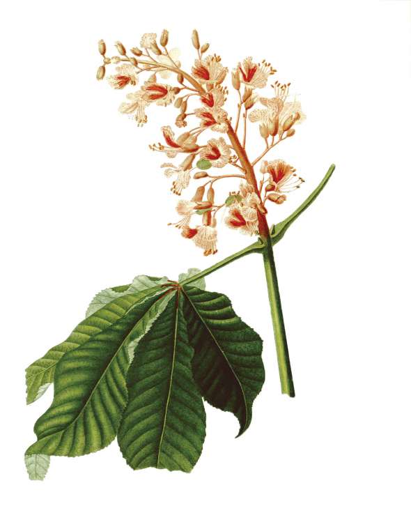 Marronnier rouge (aesculus)