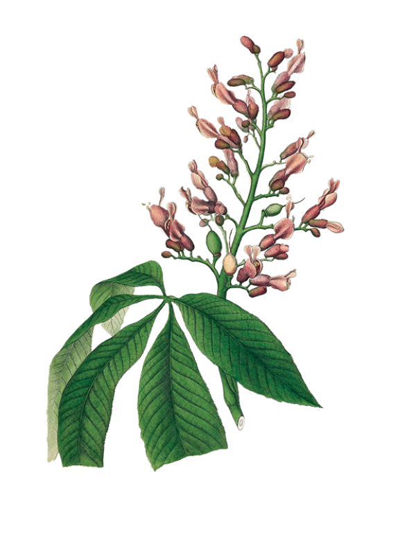 Marronnier rouge (aesculus carnea)