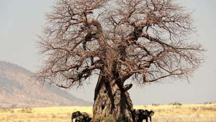 Le Baobab