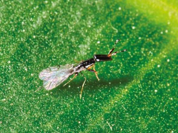 Guêpe du figuier (agaonidae ficus carica)