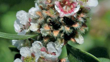 L'huile essentielle de fragonia, antibactérienne et immunostimulante