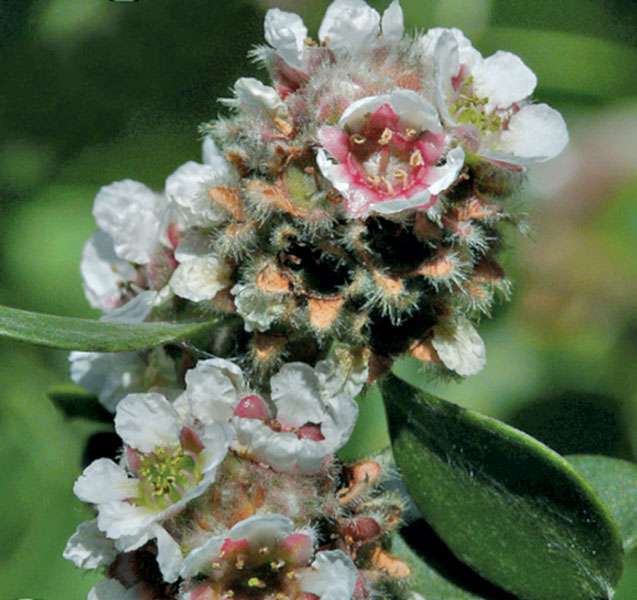 L'huile essentielle de fragonia, antibactérienne et immunostimulante