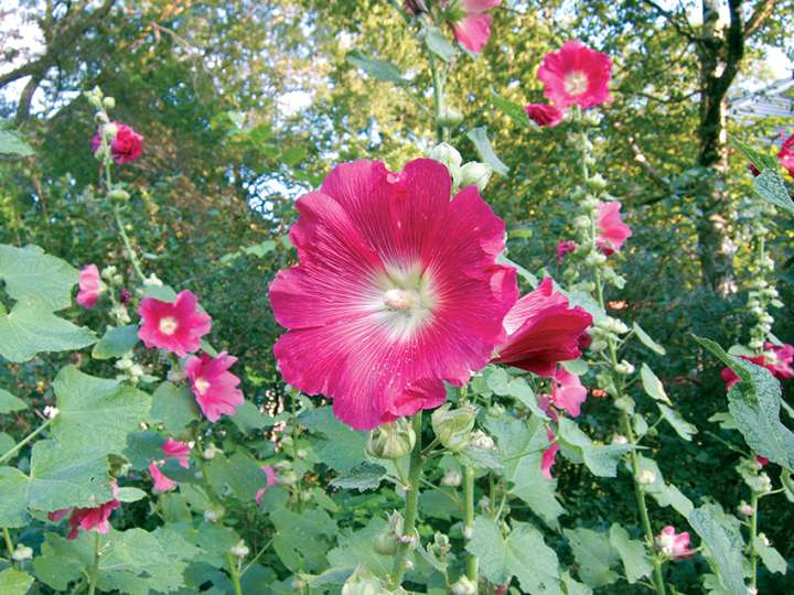 La rose trémière nous apaise