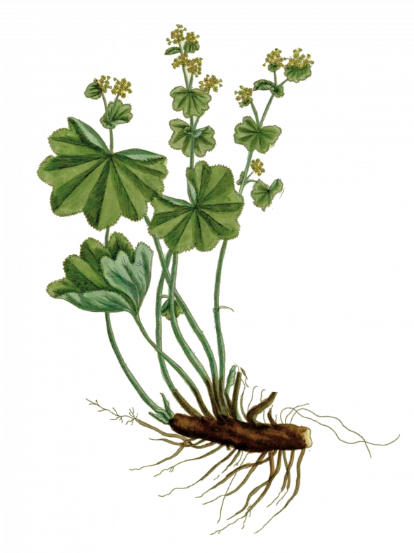 Alchémille (alchemilla vulgaris)