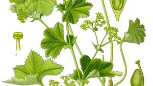 Alchémille, Alchemilla vulgaris