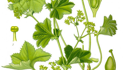 Alchémille, Alchemilla vulgaris