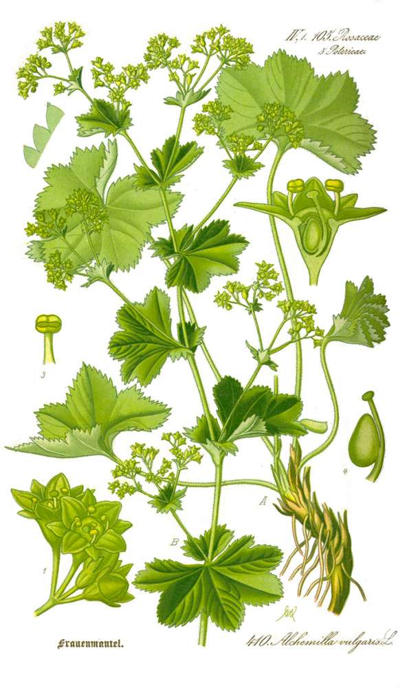 Alchémille, Alchemilla vulgaris