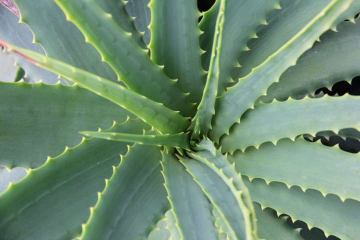 Aloe vera