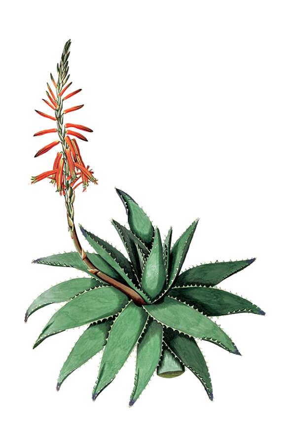 Aloe vera