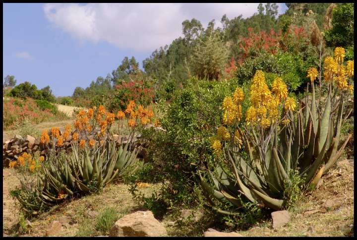 Aloe Vera 