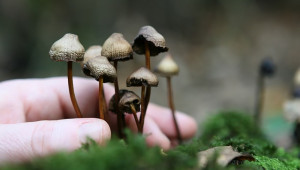 champignons hallucinogènes 