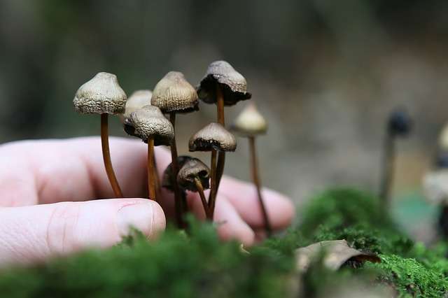 champignons hallucinogènes 