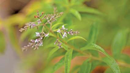 L'huile essentielle de verveine , odorante, sédative et anxiolytique