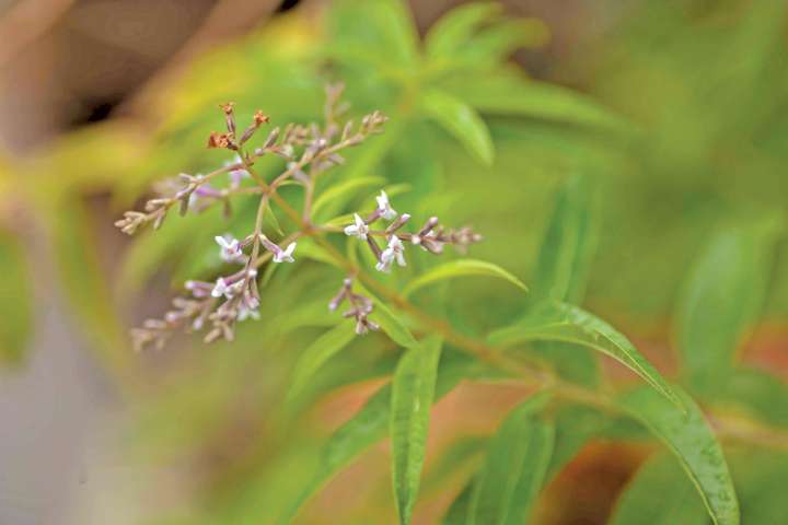 L'huile essentielle de verveine , odorante, sédative et anxiolytique