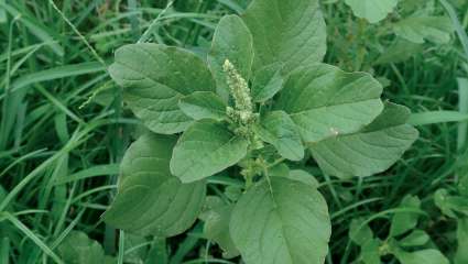 L'amaranthe blite, un légume antique