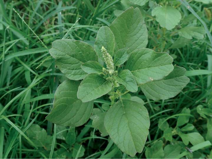 L'amaranthe blite, un légume antique