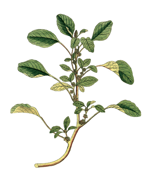 Amaranthus-blitum