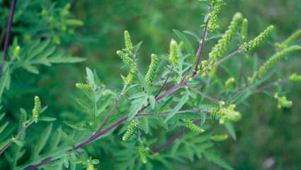 Ambrosia artemisiifolia