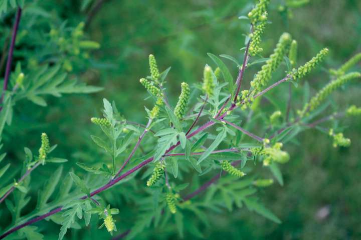 Ambrosia artemisiifolia