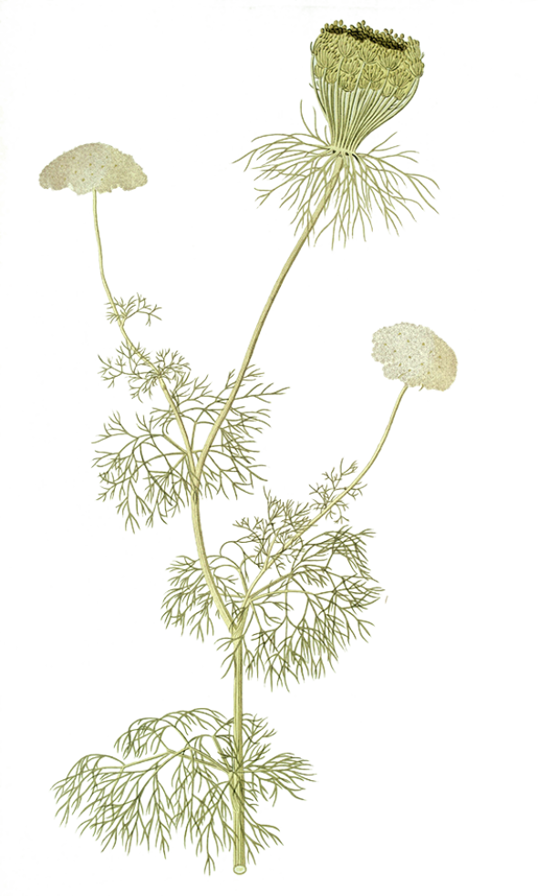 Ammi visnage (ammi visnaga)