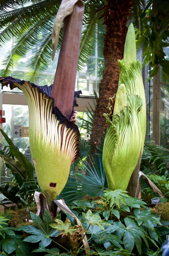 arum titan (Amorphophallus titanum)