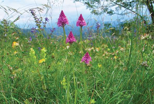 Orchis pyramidal, Anacamptis pyramidalis