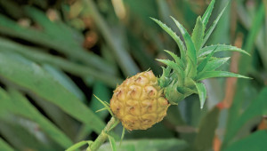 Ananas