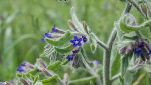 Buglosse officinale (Anchusa officinalis)