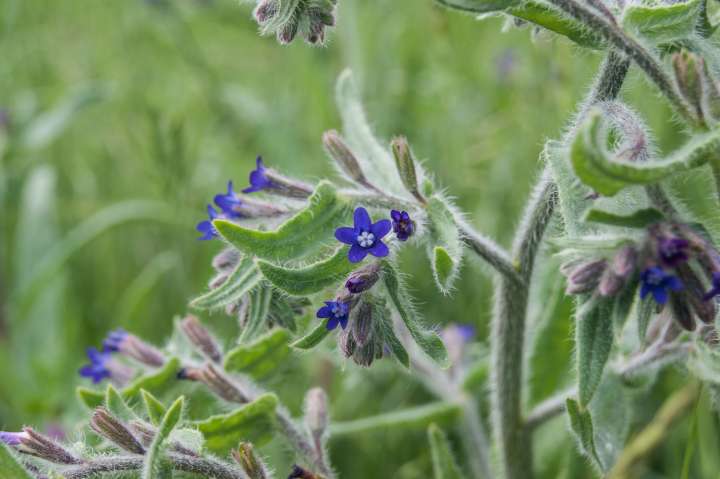 Buglosse officinale (Anchusa officinalis)