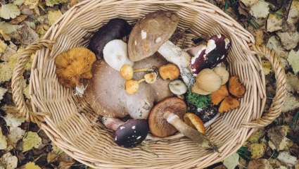 Boletus aereus, cèpe bronzé