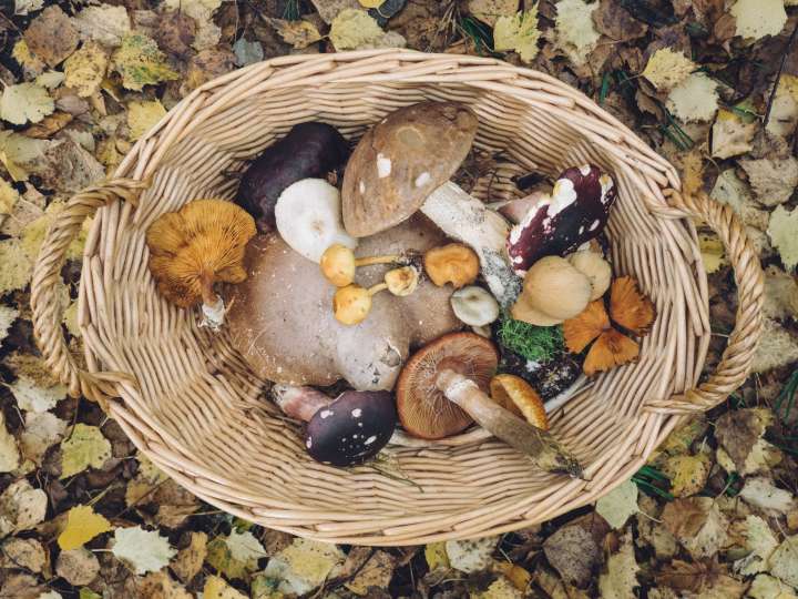 Boletus aereus, cèpe bronzé