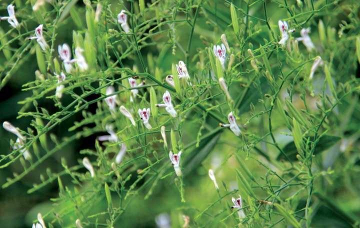 Andrographis paniculata, contre les fatigues liées à la sclérose en plaque