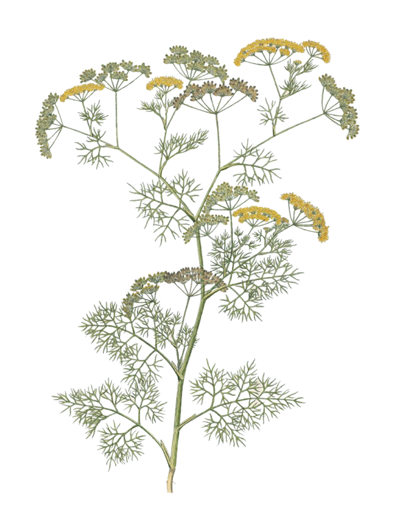Aneth (Anethum graveolens)