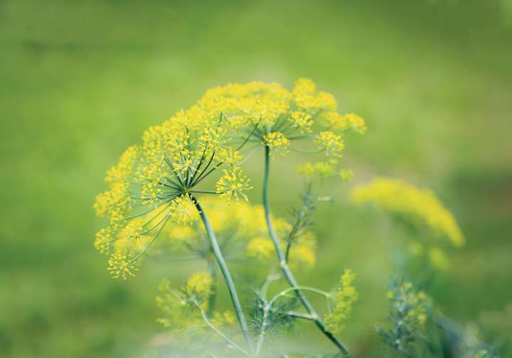 On ose la détox aromatique !