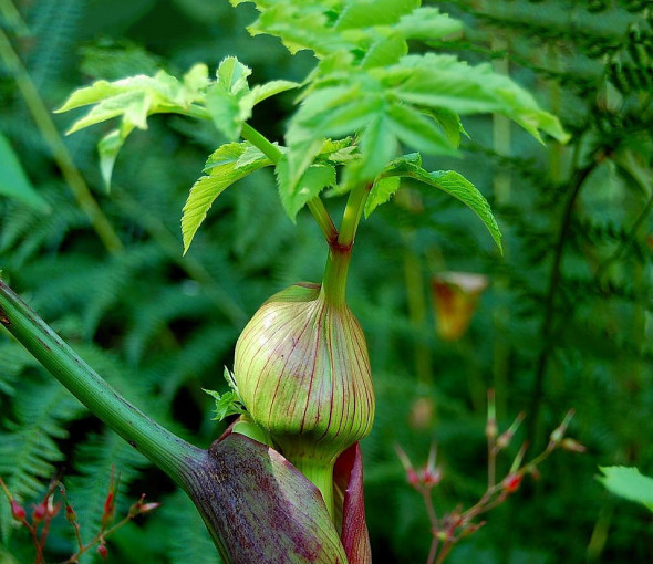 Angélique officinale