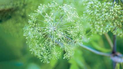 Angélique officinale (angelica archangelia)