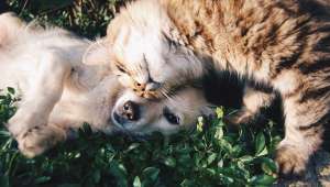 Soigner ses animaux avec les plantes