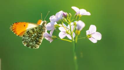 Cardamine pratensi