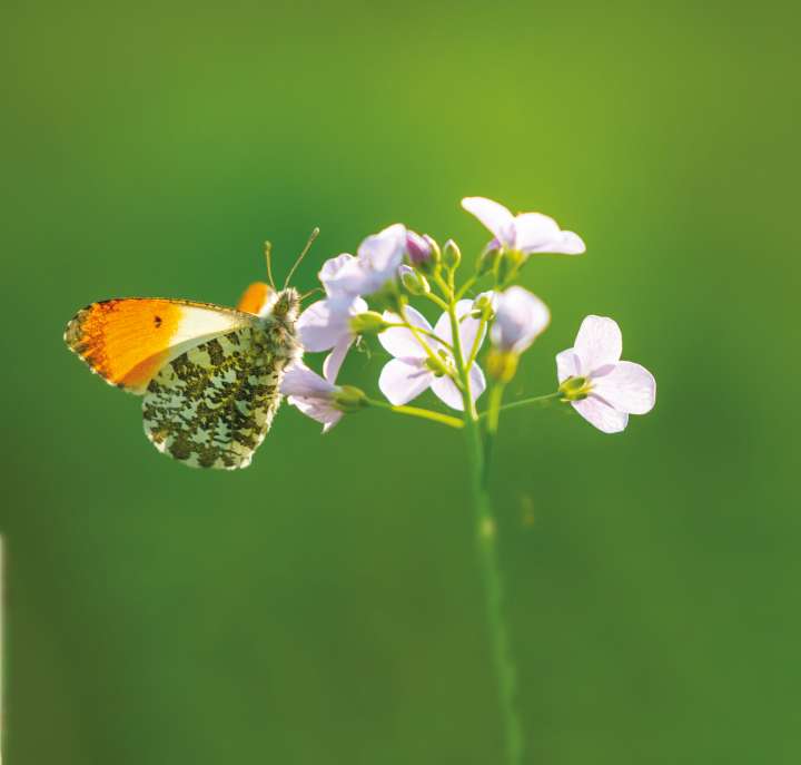 Cardamine pratensi