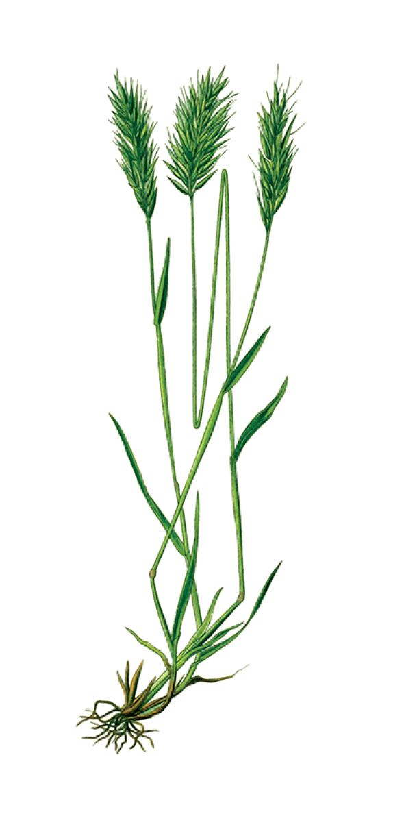 Flouve odorante (Anthoxanthum odoratum)