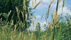 Flouve odorante (anthoxanthum oratum)