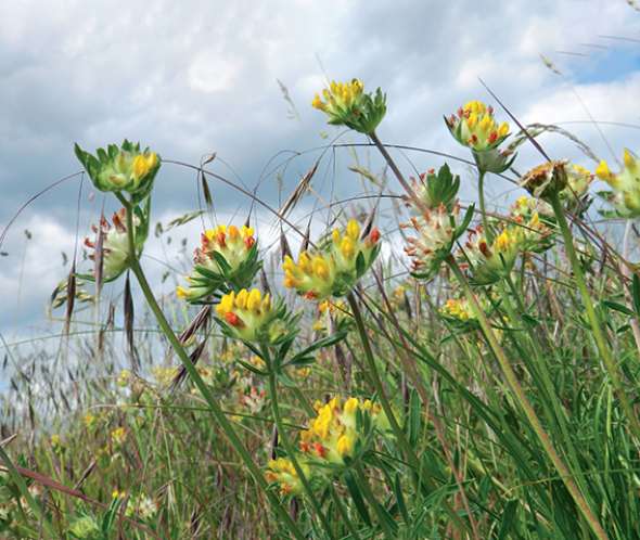 L’anthyllide vulnéraire (Anthyllis vulneraria), est douée pour restaurer les sols. Elle peut être associée au tabouret bleu (Noccaea caerulescens)