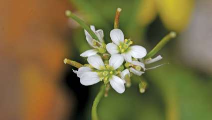 Arabidopsis thaliana, une plante très utilisée comme modèle dans les études scientifiques