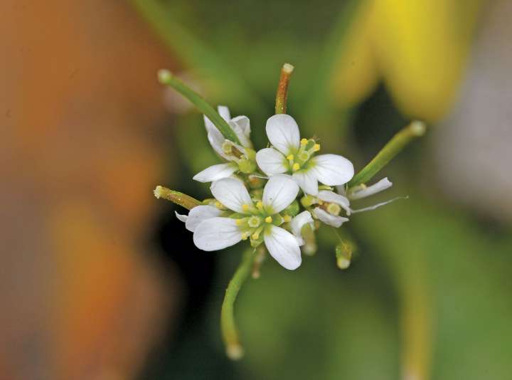 Arabidopsis thaliana, une plante très utilisée comme modèle dans les études scientifiques