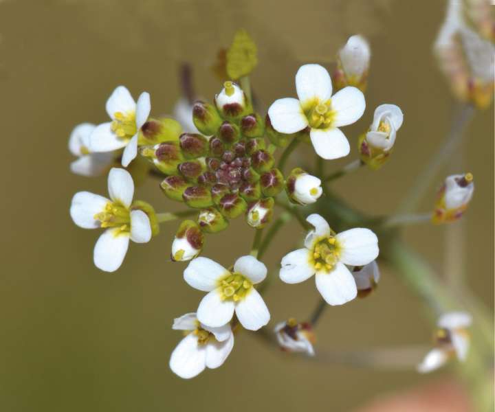 Les nouvelles armes des plantes pour s'adapter à la sécheresse